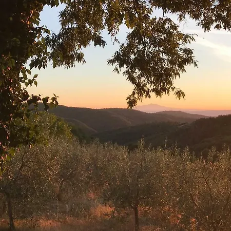 Edera * San Venanzo