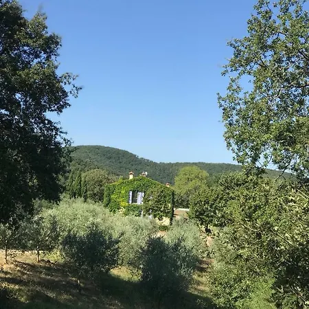 Edera